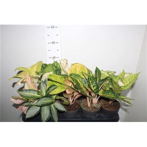 Aglao Special Mix10 Srt