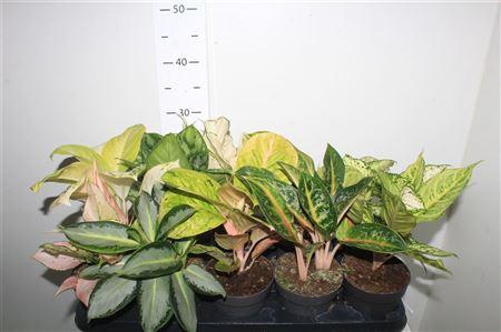 <h4>Aglao Special Mix</h4>