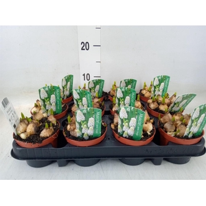 Muscari  'Magic White'