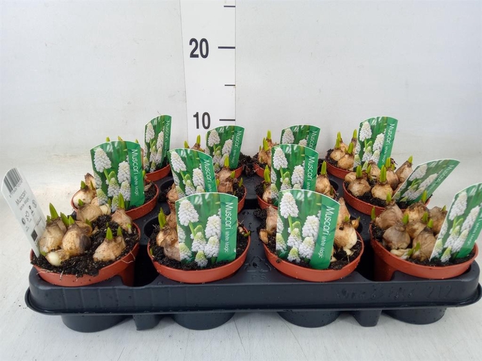 <h4>Muscari  'Magic White'</h4>