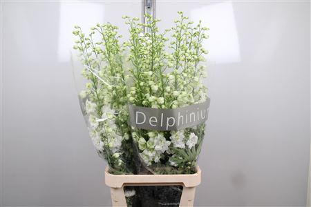 <h4>Delph Du Centu White</h4>