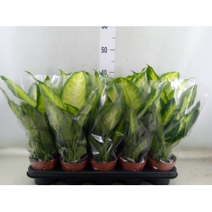 Dieffenbachia  'Camilla'