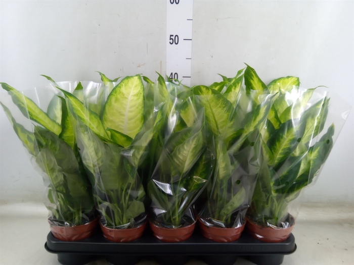 <h4>Dieffenbachia  'Camilla'</h4>
