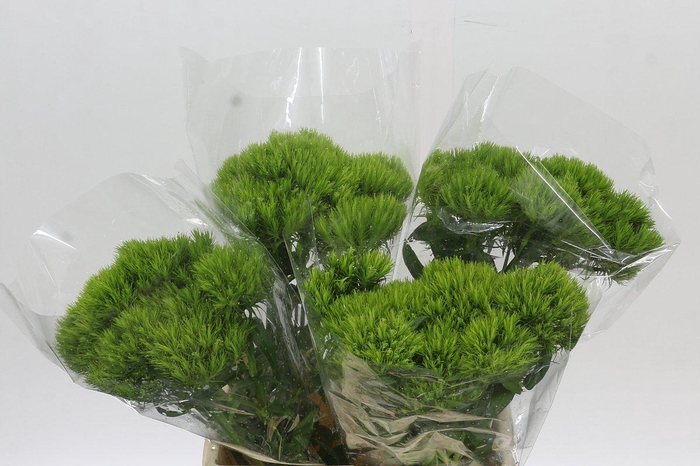 <h4>Dianthus Br Kiwi Mellow</h4>