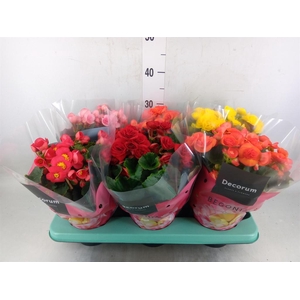 Begonia elat. DU   ...mix