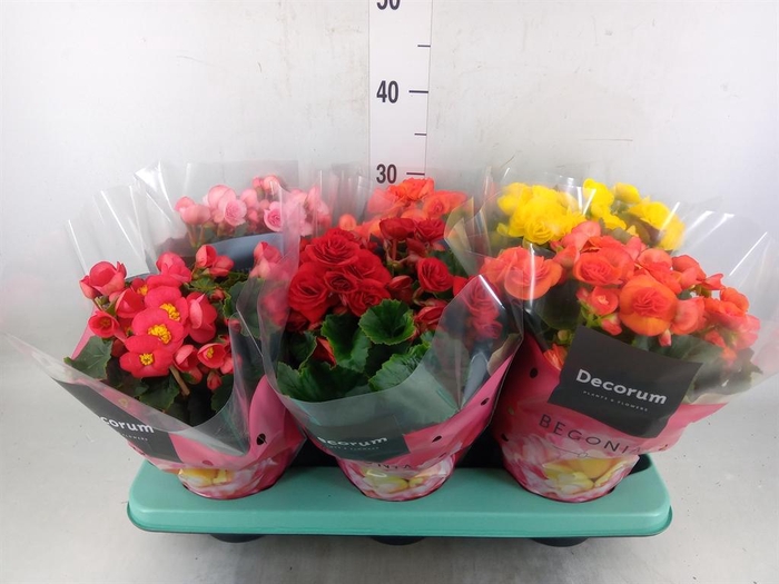 <h4>Begonia elat. DU   ...mix</h4>