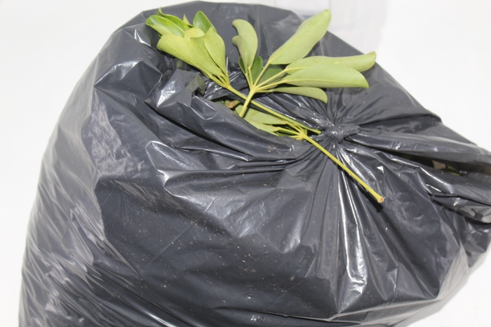 <h4>SCHEFLERA FLOR SACO</h4>