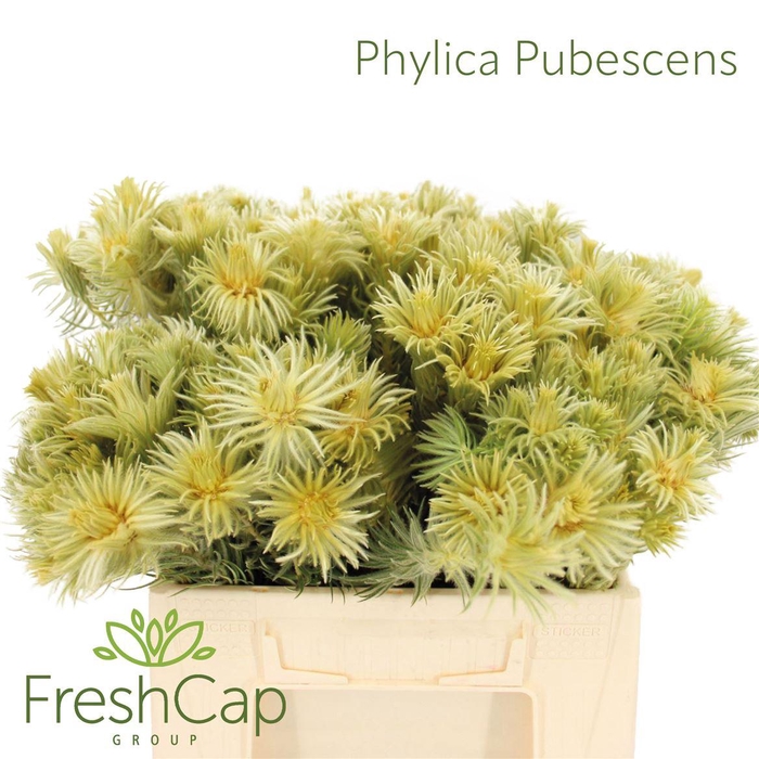 <h4>Phylica Pubescens</h4>