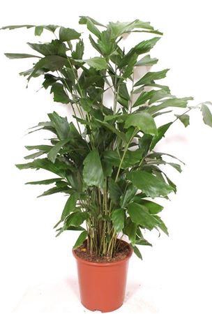 <h4>Caryota Mitis</h4>