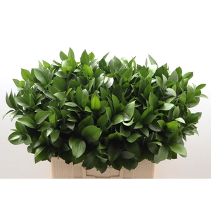 Ruscus hypophyllum (groot blad)