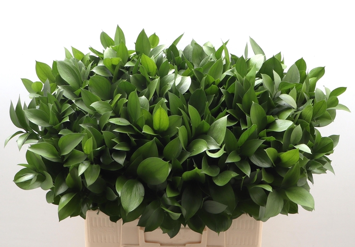 <h4>Ruscus hypophyllum (groot blad)</h4>