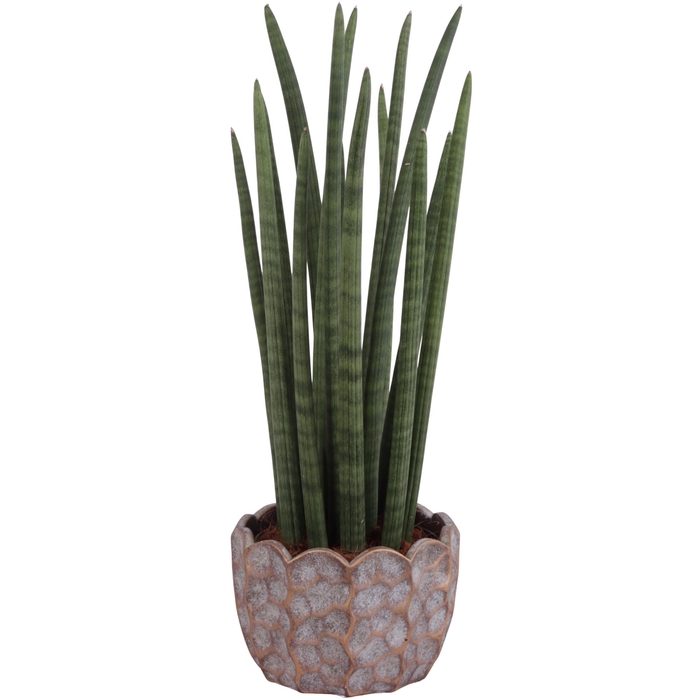 <h4>Sansevieria Cylin, Straight 14 Leaf Ø17cm in Ø21cm Ceramic PL670</h4>