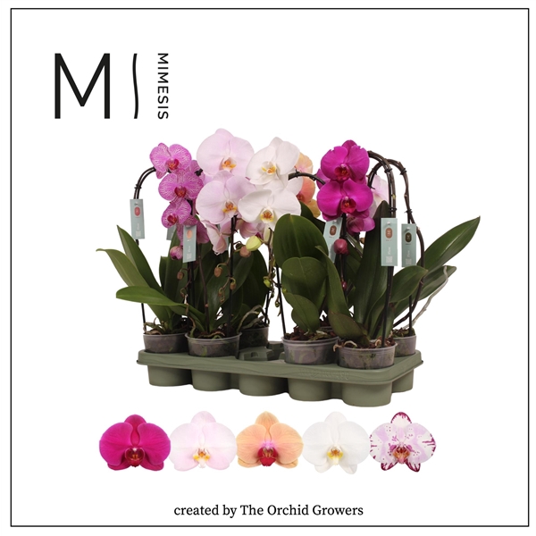 <h4>Mimesis Phal. Flow Mix - 1 spike 12cm</h4>