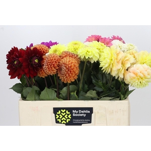 Dahlia Gemengd in fust