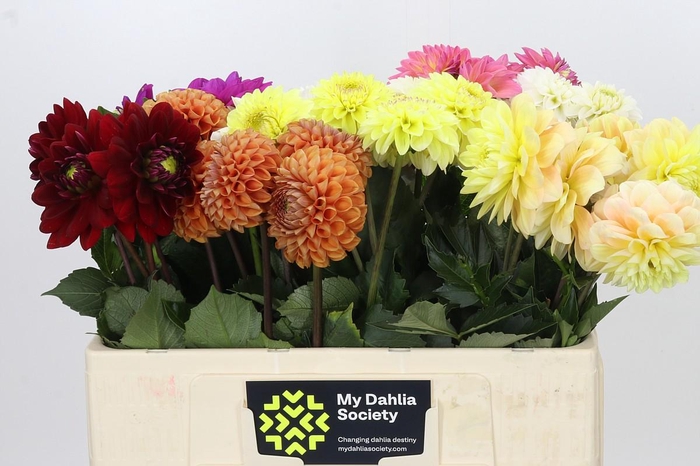 <h4>Dahlia Gemengd in fust</h4>