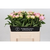 Paeonia Pink Giant