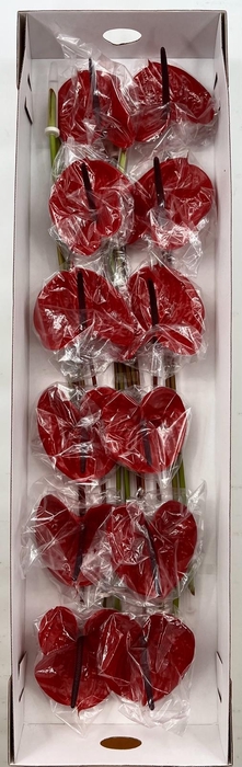 <h4>Anthurium Impulz (price x box) 10/12 st.</h4>