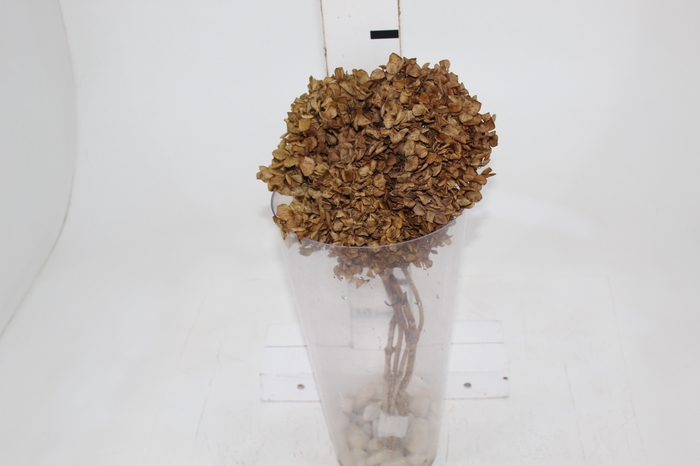 <h4>FLOR HORTENSIA DESIDRATADA</h4>