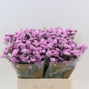 Statice Fantasia Wings