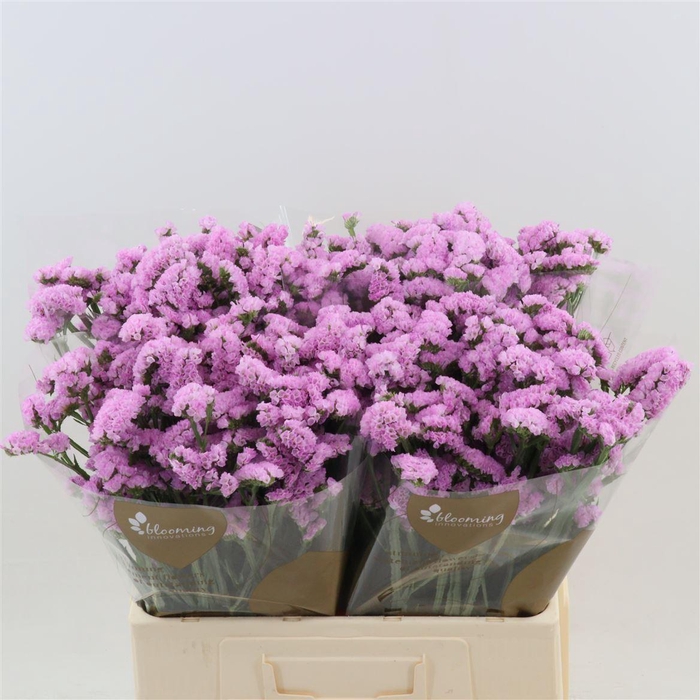 Statice Fantasia Wings