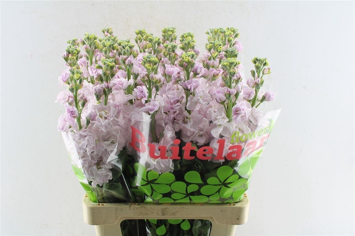 <h4>Matth Iron Light Pink</h4>