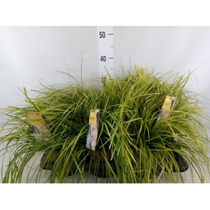 Carex oshimensis 'Everco Eversheen'