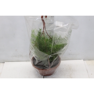 ASPARGO ALFINETE C21