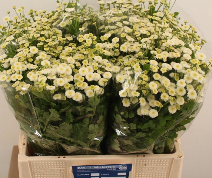 <h4>TANA PA RIO</h4>