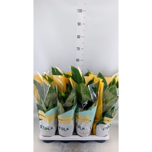 Spathiphyllum  'Diamond'