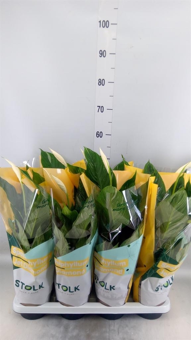 <h4>Spathiphyllum  'Diamond'</h4>