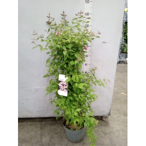 Kolkwitzia amabilis   ...
