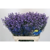 Aster Baby Blue
