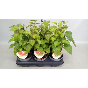 Physalis alkekengi
