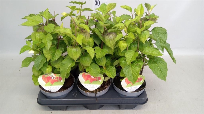 <h4>Physalis alkekengi</h4>