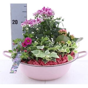 ARR TUINPLANTEN