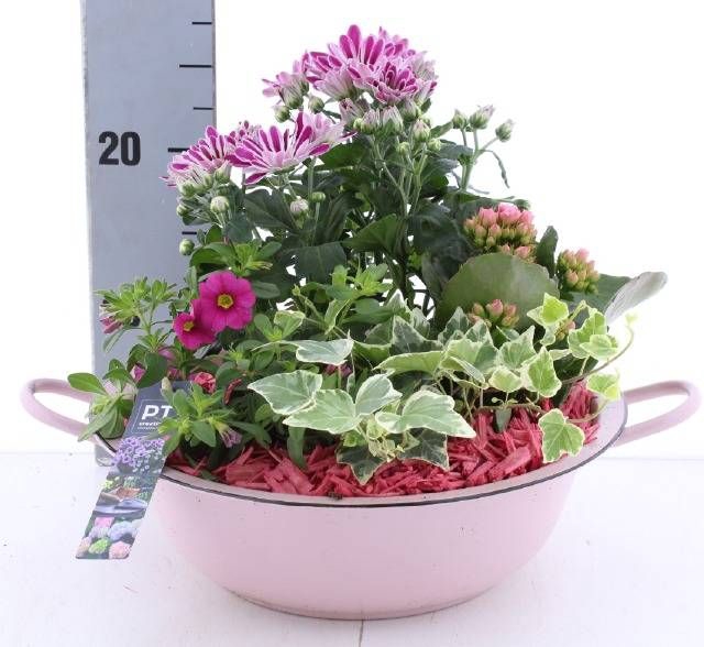 <h4>ARR TUINPLANTEN</h4>