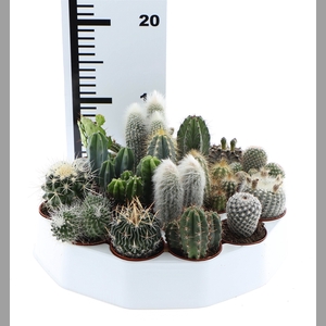 Cactus   ...mix