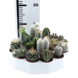 Cactus   ...mix