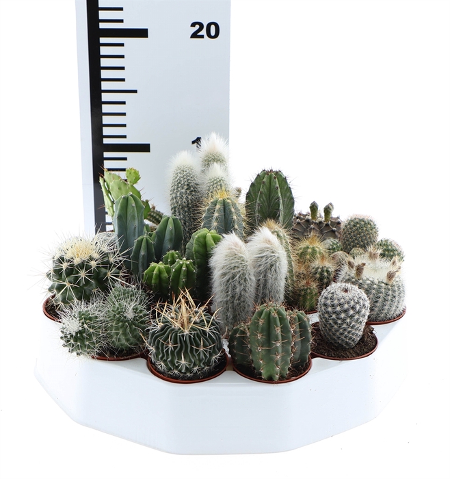 <h4>Cactus   ...mix</h4>