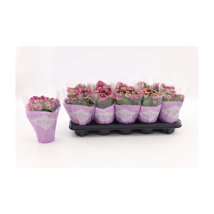 <h4>Kalanchoe Double, Le Chic Purple</h4>