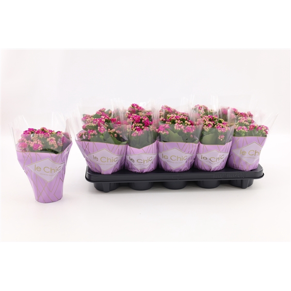 Kalanchoe Double, Le Chic Purple