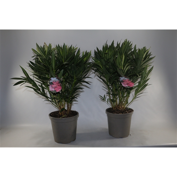 <h4>Oleander enkelbloemig mix 24cm Struik</h4>