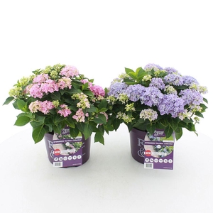 Hydrangea macr. Forever & Ever® 'HORTBUX'® MIX C5 (23cm.) Kn.