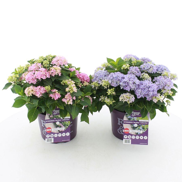 <h4>Hydrangea macr. Forever & Ever® 'HORTBUX'® MIX C5 (23cm.) Kn.</h4>