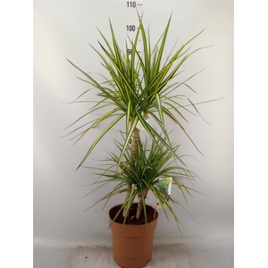 Dracaena marg. 'Sunray'