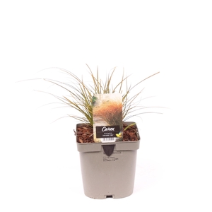 Carex testacea 'Prairie Fire'