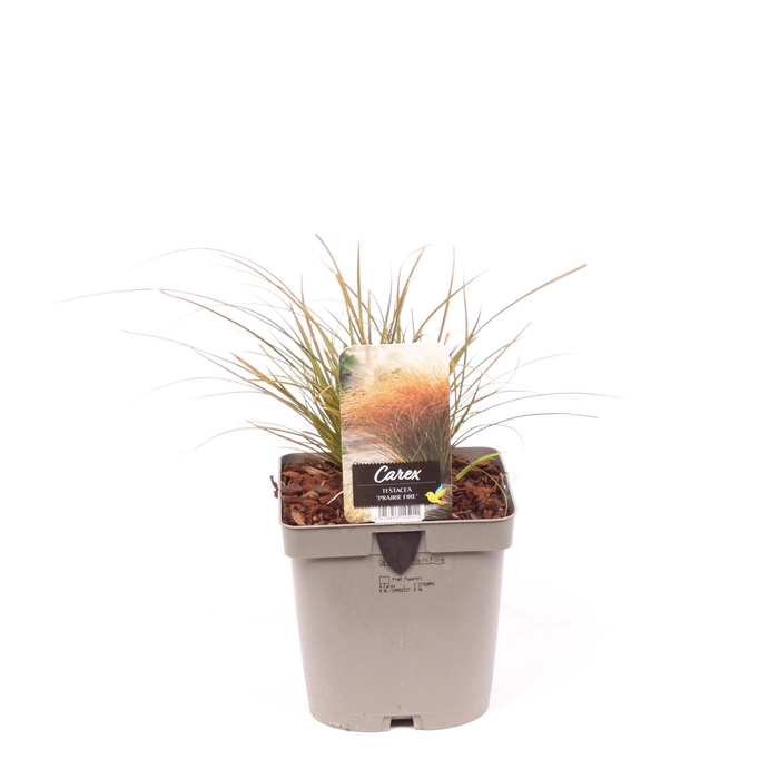 <h4>Carex testacea 'Prairie Fire'</h4>