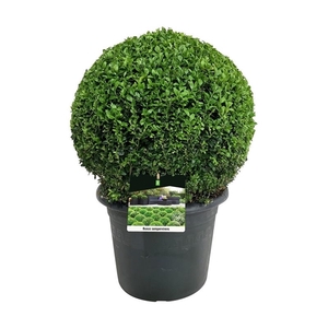 Buxus sempervirens