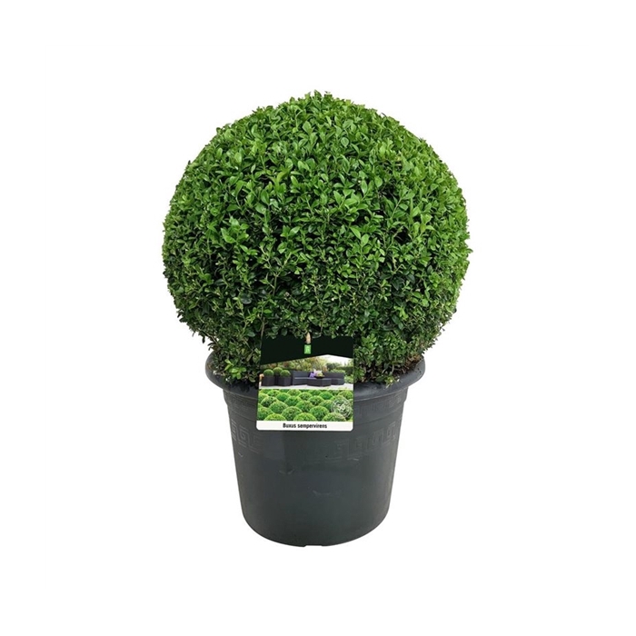 <h4>Buxus sempervirens</h4>