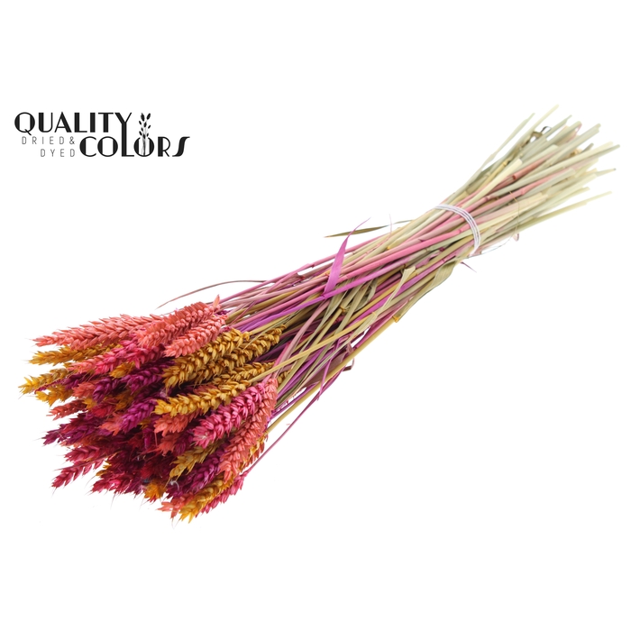 <h4>Triticum per bunch Colourful 10</h4>